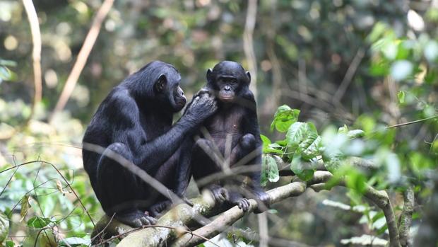 Las madres bonobo buscan pareja a sus hijos y vigilan que tengan sexo