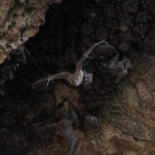 Un murciélago de fruta con crías