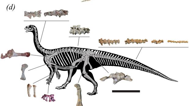 Descubren un dinosaurio que aprendía a caminar igual que los humanos