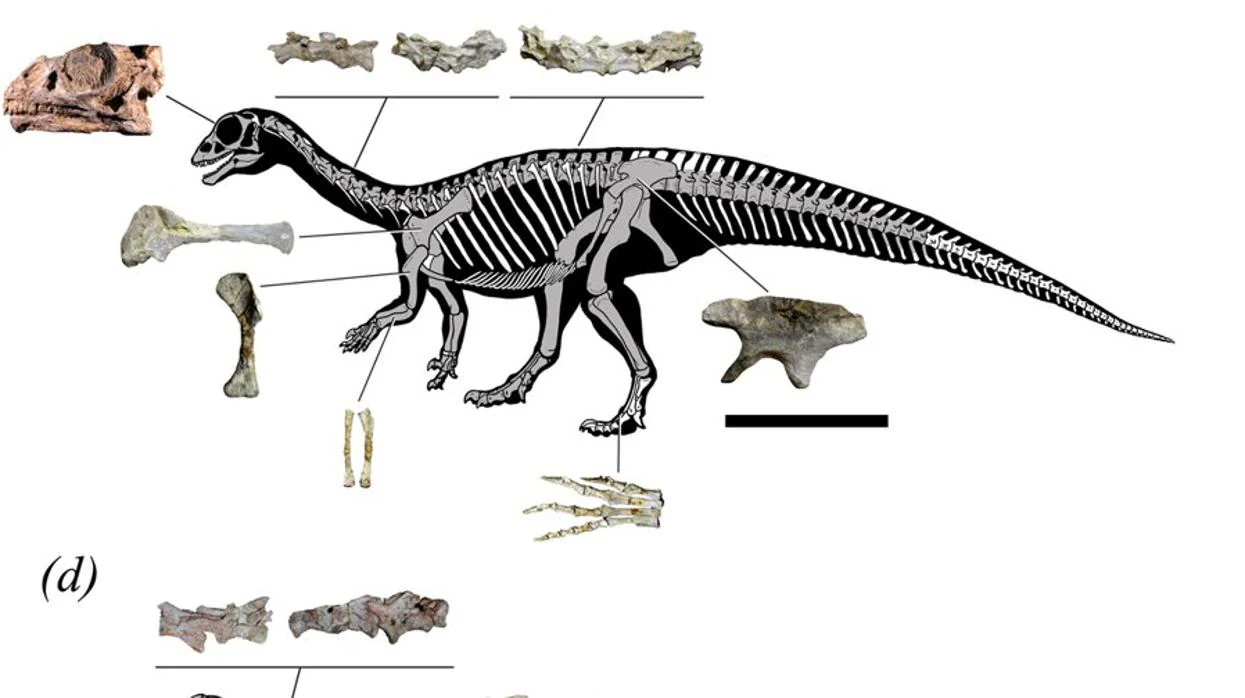 Reconstrucción del esqueleto adulto de «Mussaurus patagonicus» a partir de varios fósiles. El centro de gravedad del animal se desplazaba cuando llegaba a la madurez, lo que le permitía hacerse bípedo
