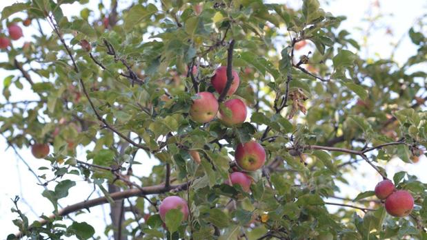 El exótico origen de la fruta más humilde del mundo