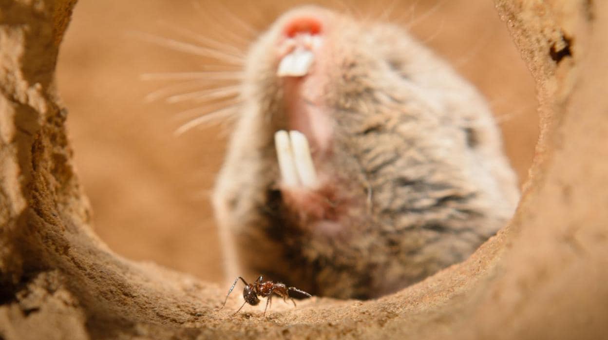 Las ratas topo de alto nivel a menudo comparten sus madrigueras con una especie de hormiga nativa, la hormiga cola caída de Natal, y no pueden sentir su aguijón