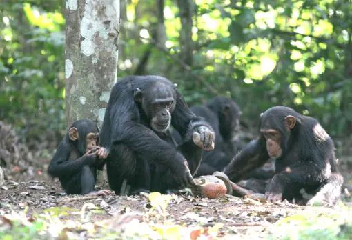 Una familia de chimpancés en Bossou
