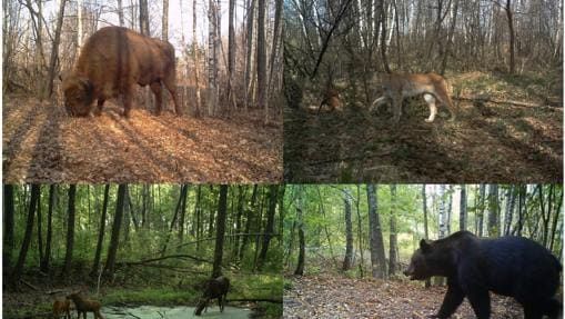 Bisonte europeo (Bison bonasus), lince boreal (Lynx lynx), alces (Alces alces) y oso pardo (Ursus arctos) fotografiados por las cámaras del proyecto TREE dentro de la zona de exclusión de Chernóbil (Ucrania)
