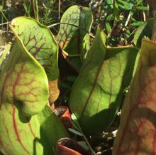 Plantas carnívoras