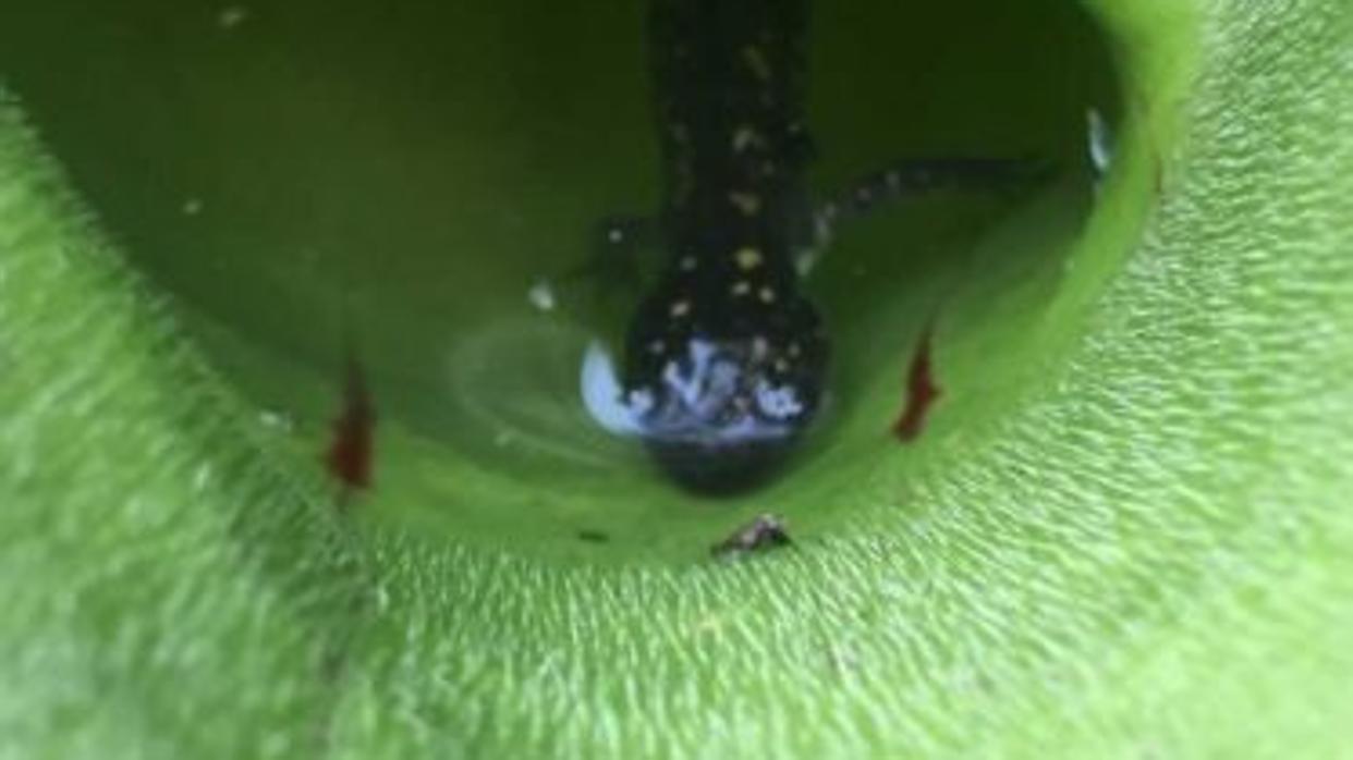 Una salamandra atrapada en una planta carnívora del parque Algonquin en Ontario