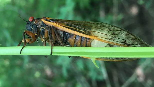 Las cigarras zombis sin genitales que tratan de tener sexo con todo lo que encuentran