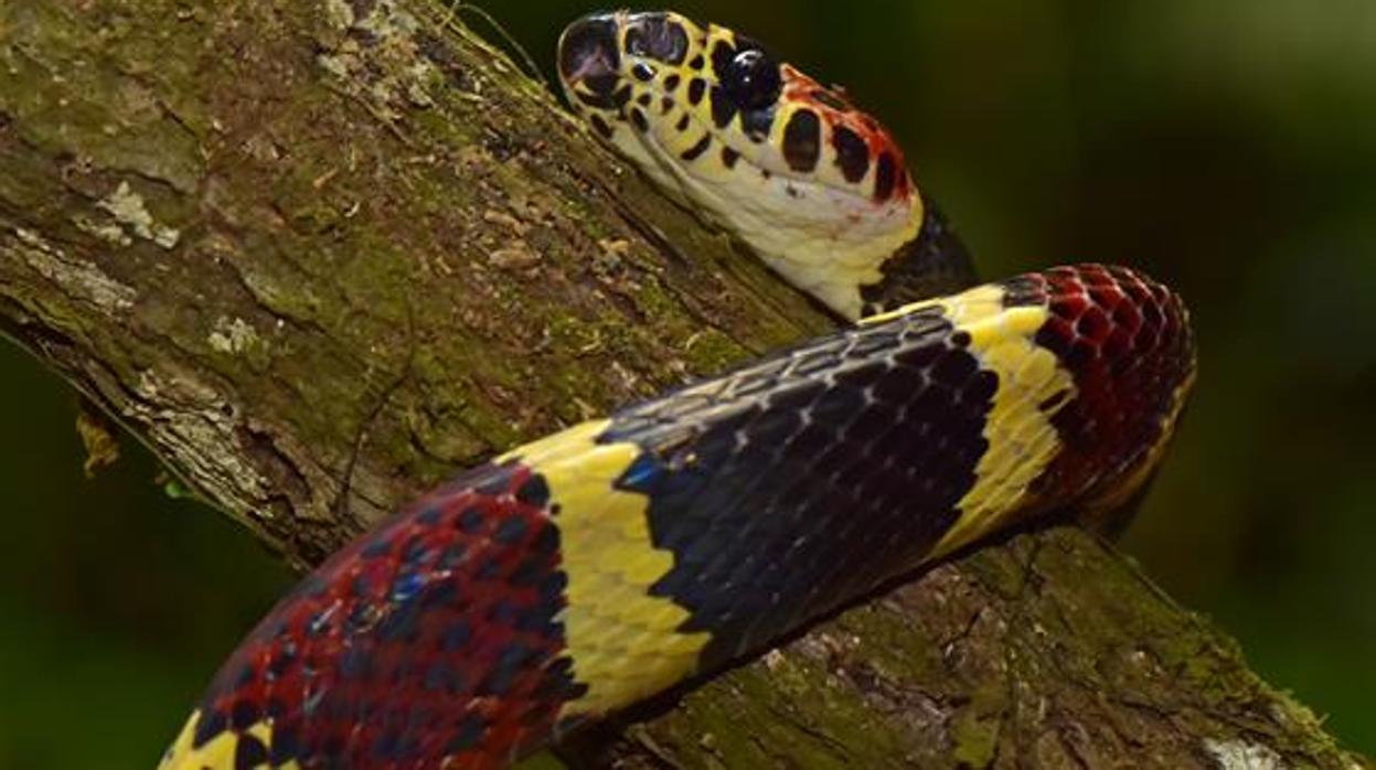 La serpiente de coral del árbol falso (Rhinobothryum bovallii) fue redescubierta para Honduras, una especie que no había sido registrada en el norte de Centroamérica desde 1965