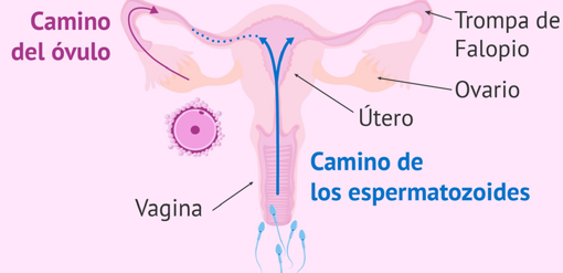 Recorrido que han de realizar los espermatozoides hasta alcanzar el óvulo. El dibujo está hecho en un solo plano, pero téngase en cuenta que el útero se dispone perpendicularmente a la vagina.