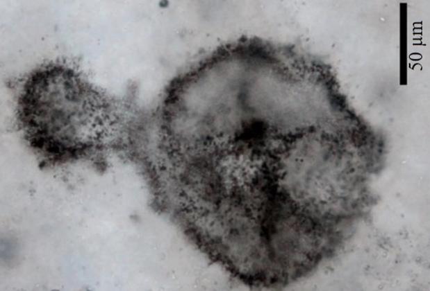 ¿Han encontrado uno de los seres que fabricó el oxígeno de la Tierra?