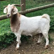 Una cabra del santuario Buttercups en Kent