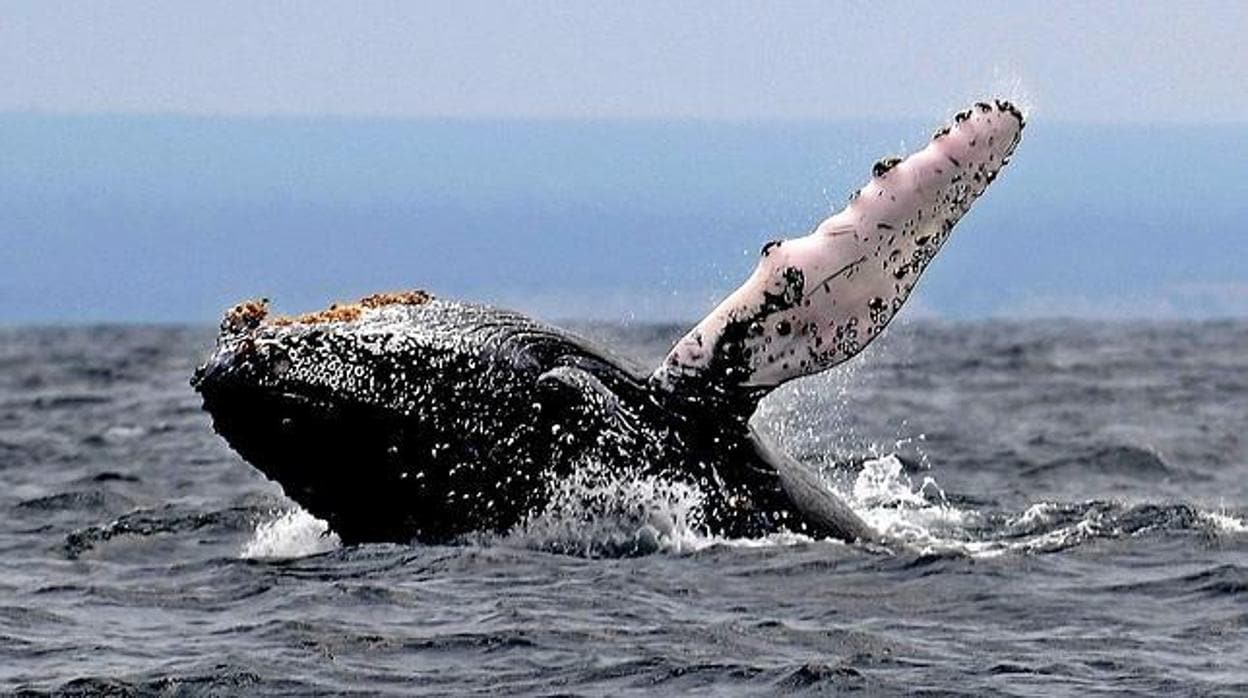 Imagen de una ballena jorobada