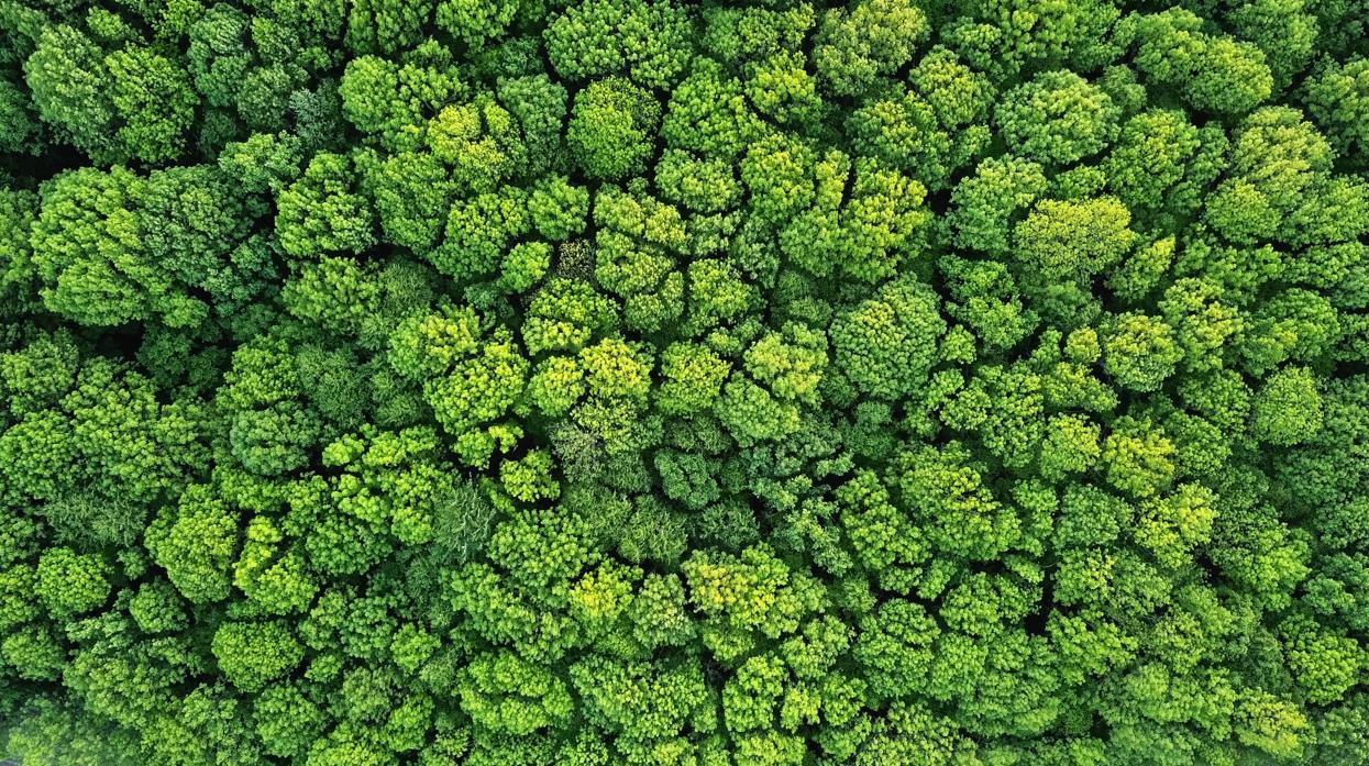¿Hemos ignorado hasta ahora que los bosques son superorganismos?