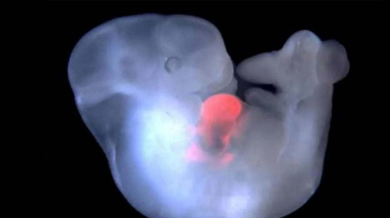 Un embrión de ratón con células de rata en su corazón