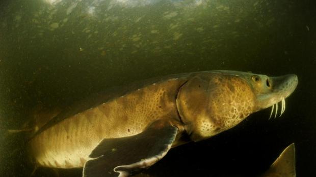 El hombre casi ha acabado con todos los grandes animales de agua dulce