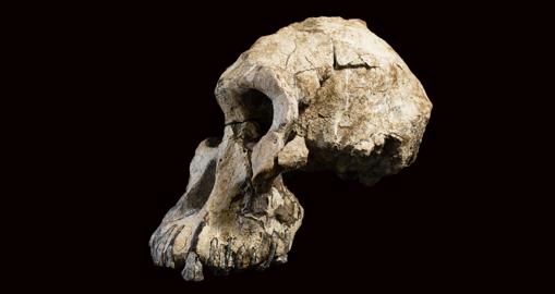 El cráneo de Australopithecus anamensis, de 3,8 millones de años, está notablemente completo