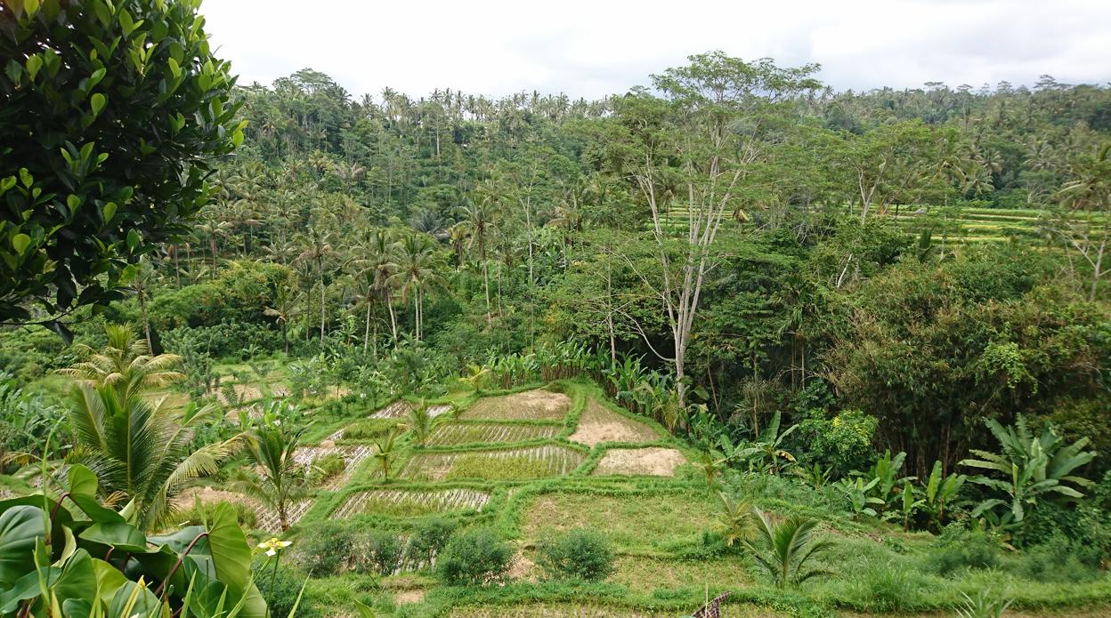 Terrazas de arroz en Ubud, Bali