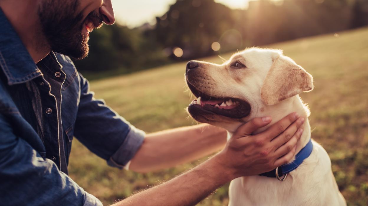 Queríamos perros dóciles y les hemos cambiado el cerebro