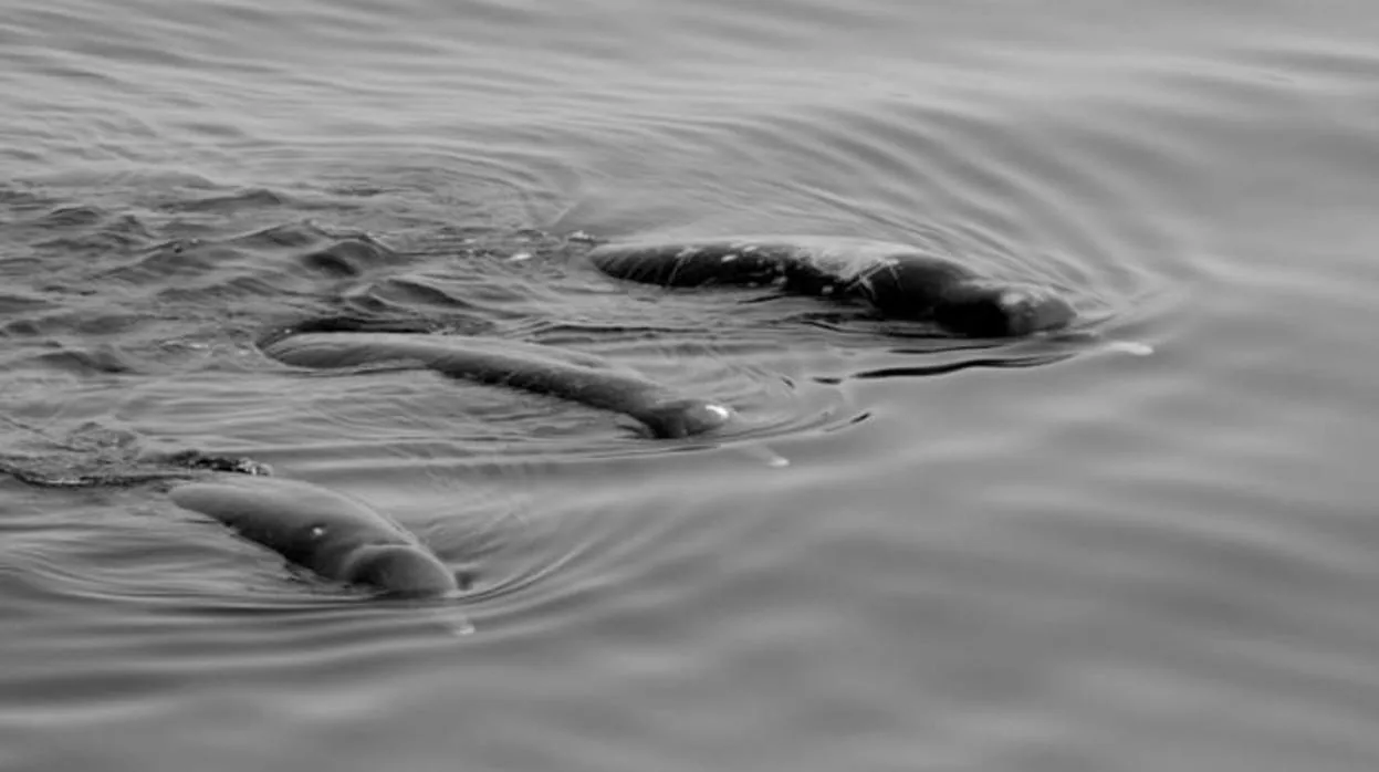 Ballenas picudas no identificadas avistadas en el estrecho de Nemuro, Japón