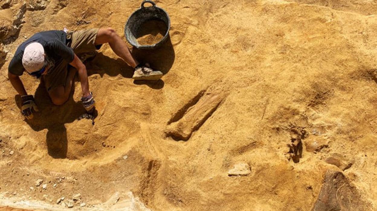 Un paleontólogo junto a varios huesos del dinosaurio saurópodo hallado en el yacimiento de Algora.