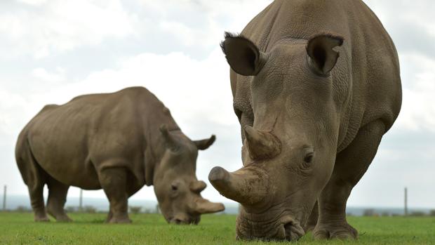Crean dos embriones de rinoceronte blanco del norte, a punto de la extinción