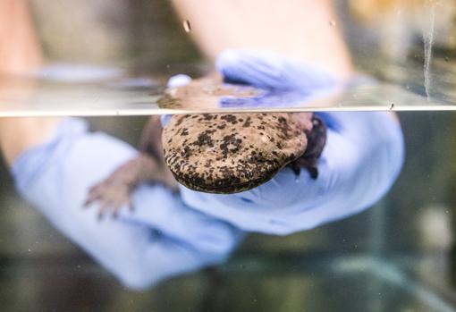 Una de las salamandras gigantes llegadas al zoo de Londres