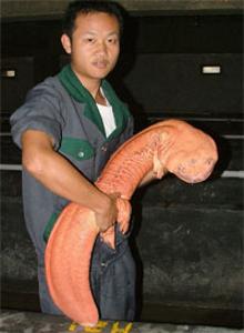 Un hombre sosteniendo a una salamandra gigante china