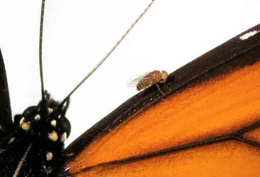 Una mosca con mutaciones introducidas por la edición del genoma CRISPR-Cas9, en un ala de una mariposa monarca