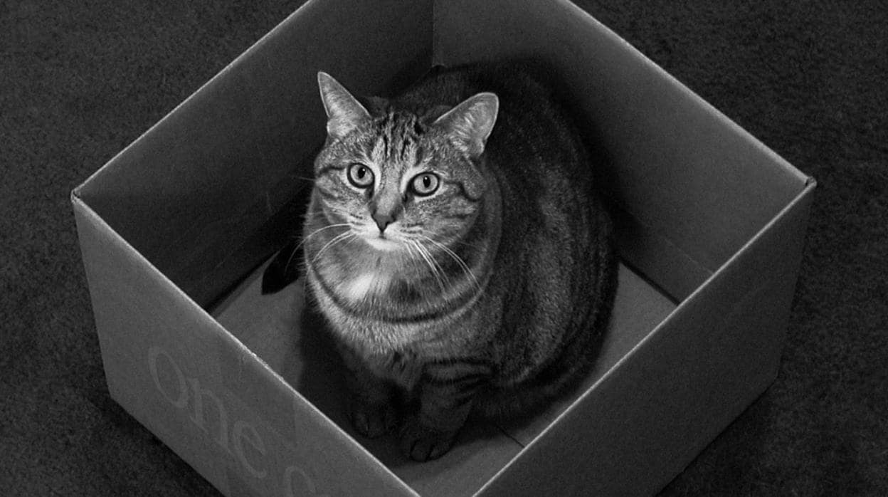 El gato de Schrödinger es un experimento teórico en el que se asemeja un gato a un sistema cuántico en superposición de estados