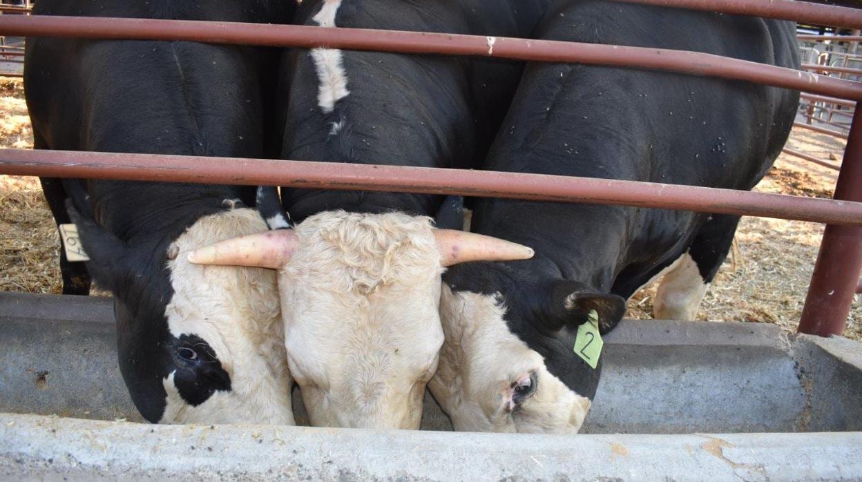 Un toro con cuernos de un grupo de control, flanqueado por dos descendientes sin cuernos de un toro editado genéticamente