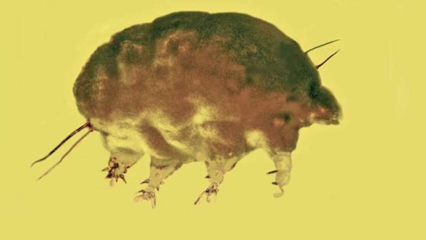 Así son los misteriosos «cerdos del moho», una nueva especie de invertebrados