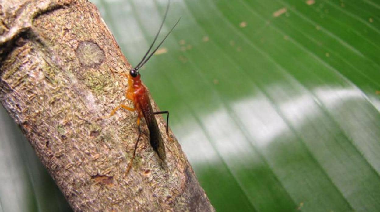 La nueva especie de mantis religiosa, Vespamantoida wherleyi, descubierta en la Amazonía en Perú