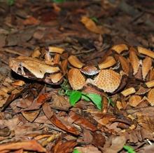 Víbora del Gabón