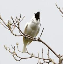 Escucha al pájaro más estridente del mundo