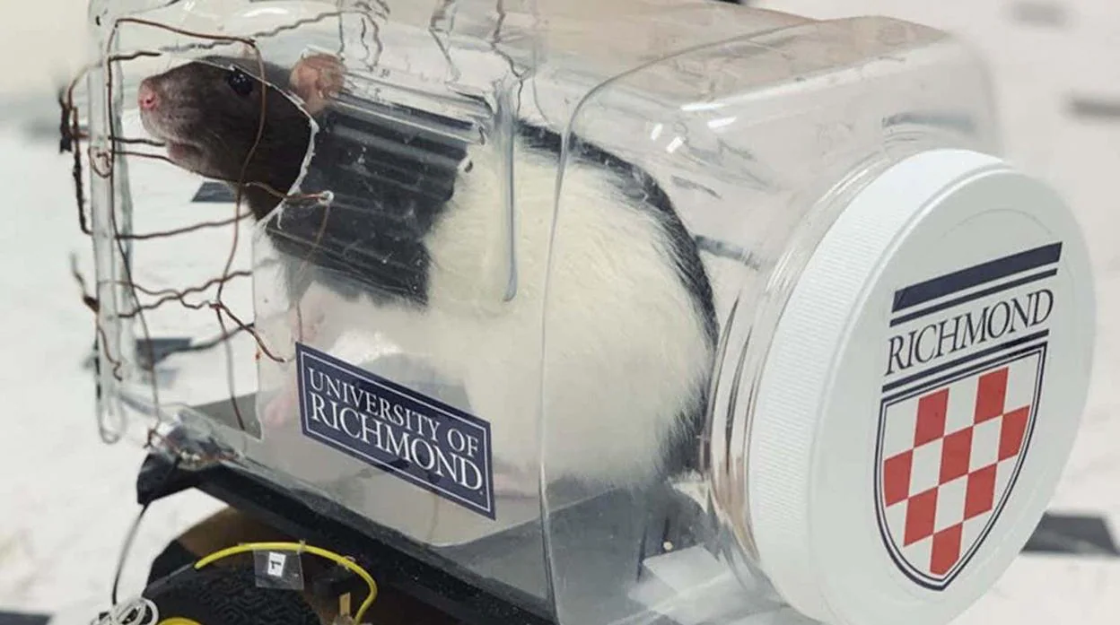 Una rata a bordo de uno de los pequeños automóviles empleados en este estudio