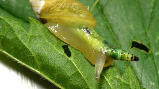 Un caracol afectado por el parásito Leucochloridium paradoxum