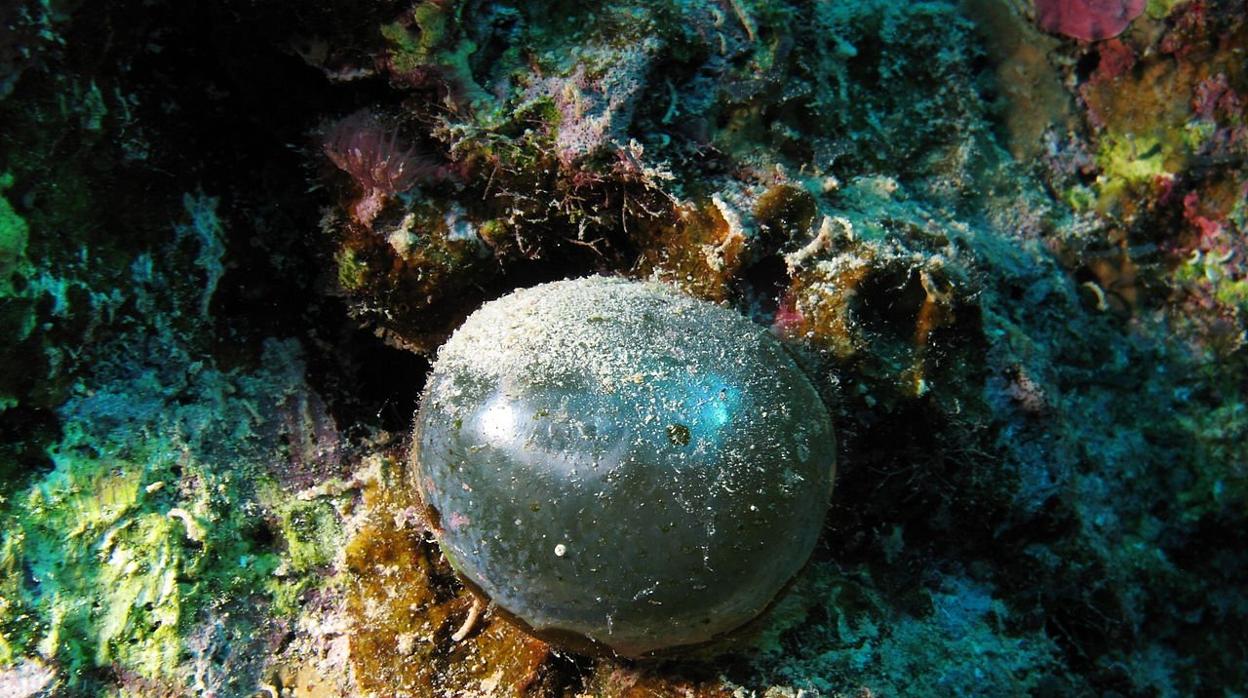 Valonia ventricose o alga burbuja hallada en el Mar Rojo