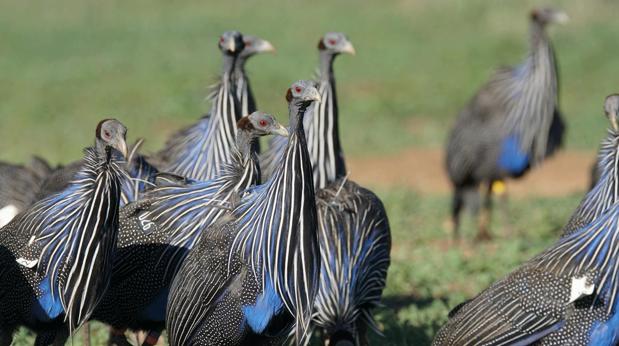 Descubren la primera sociedad compleja en las aves