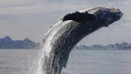 Ballena saltando en el océano