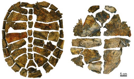 Región dorsal (izquierda) y ventral (derecha) del caparazón del holotipo (ejemplar de referencia) de la nueva tortuga primitiva Aragochersis