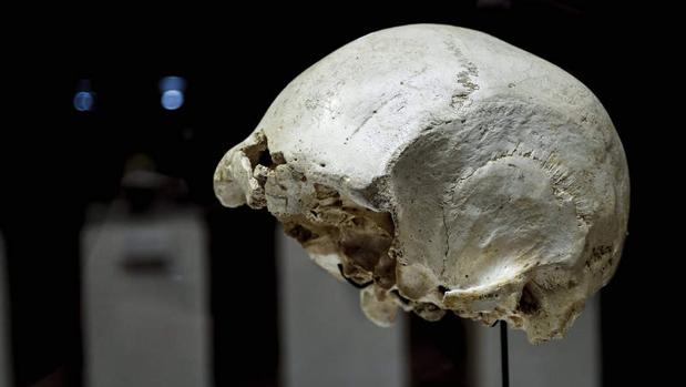 Así «curamos» un caso de sordera de hace 430.000 años