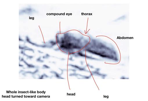 Supuesto insecto en Marte