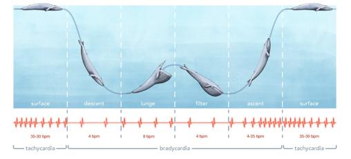 Ilustración que muestra cómo la frecuencia cardíaca de la ballena azul se desaceleró y aceleró mientras se zambullía, se alimentaba y emergía