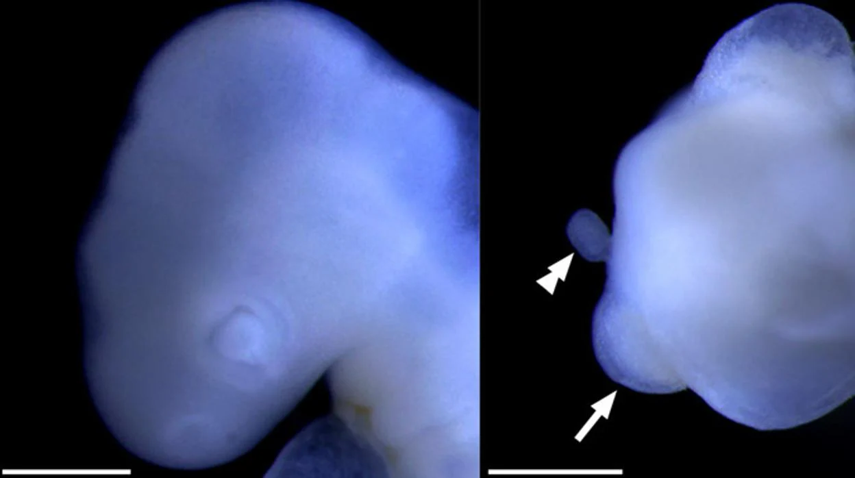 Embrión de pollo cíclope analizado en el estudio