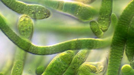 Bacterias fotosintéticas vistas al microscropio