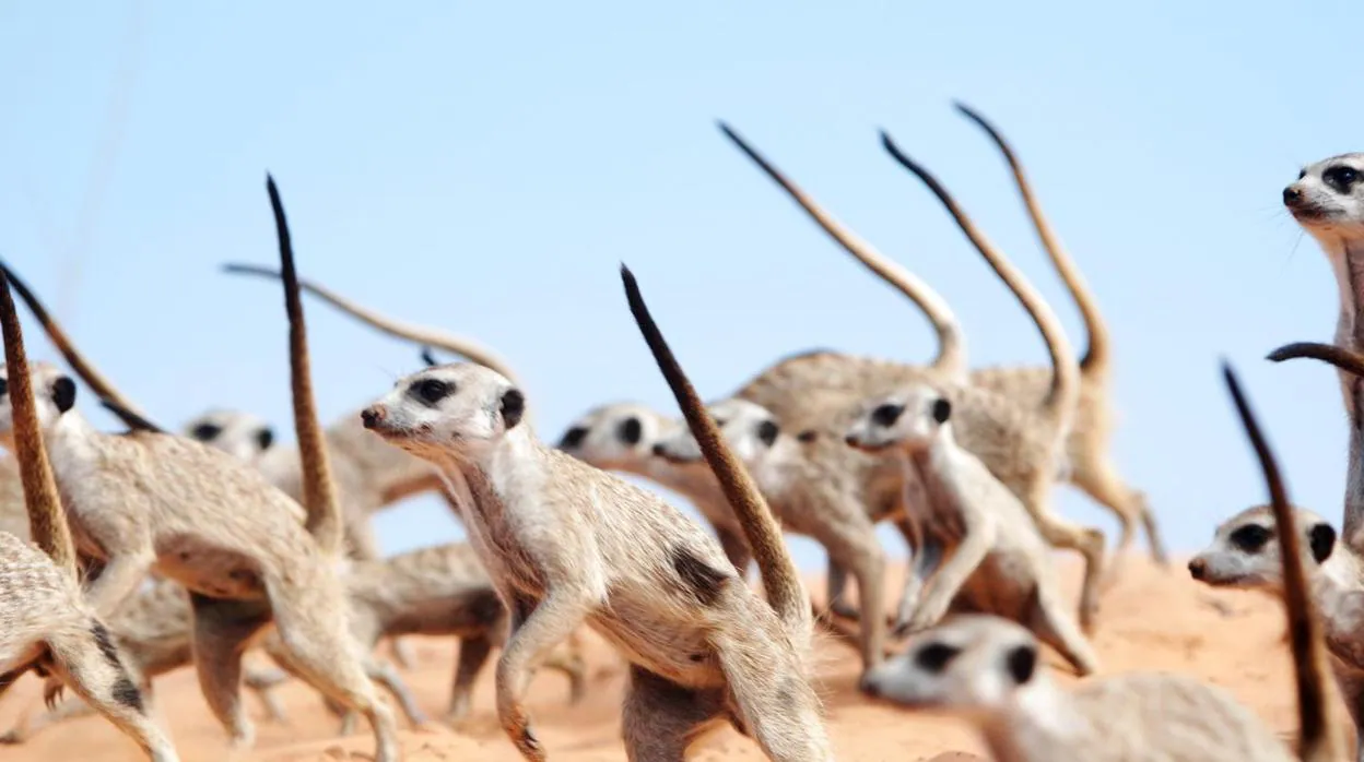 Danza de la guerra de los suricatas