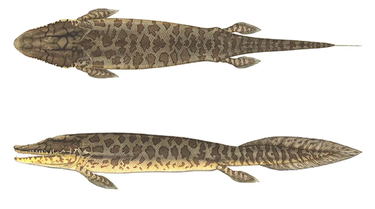 Tiktaalik roseae, un "fisópodo" de 375 millones de años tiene características tanto de peces como de tetrápodos de cuatro patas