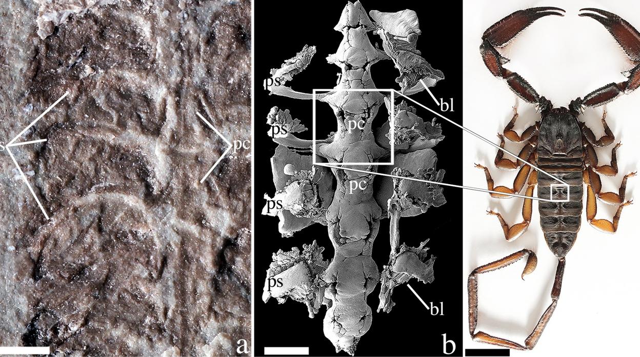 El fósil (izquierda) fue desenterrado en Wisconsin en 1985. Los científicos lo analizaron y descubrieron que los órganos respiratorios y circulatorios (centro) del animal eran casi idénticos a los de un escorpión moderno (derecha)