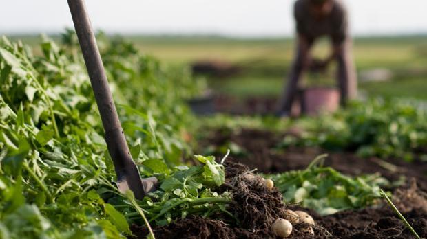 El planeta solo puede alimentar a la mitad de la población mundial