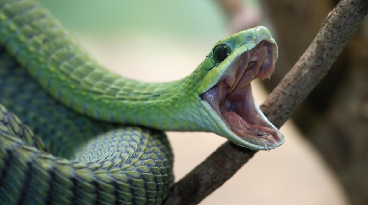 Crean en laboratorio órganos de serpiente que producen veneno real